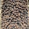 Black Walnuts 1.5 lbs Fall 2023 Harvest Imperfect Meats Squirrel Nuts-Pic2