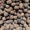 Black Walnuts 1.5 lbs Fall 2023 Harvest Imperfect Meats Squirrel Nuts-Pic3