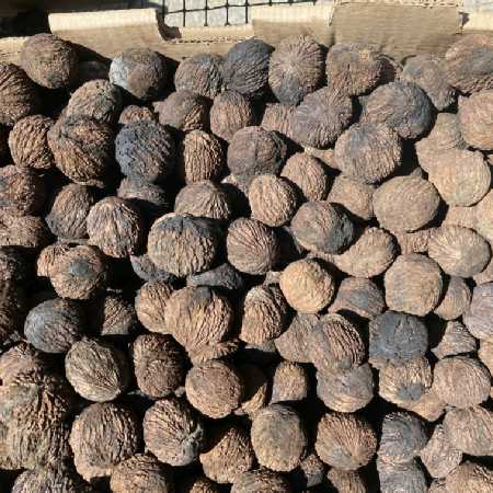 Black Walnuts 1.5 lbs Fall 2023 Harvest Imperfect Meats Squirrel Nuts-Pic1