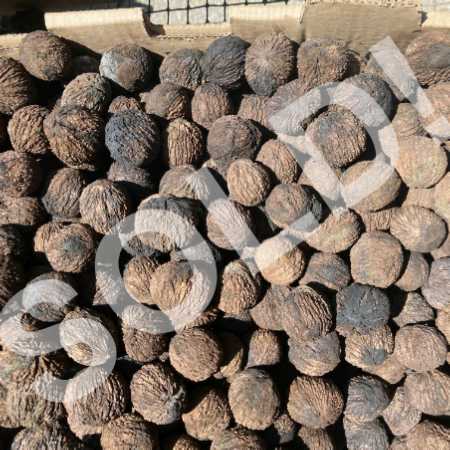 Black Walnuts 1.5 lbs Fall 2023 Harvest Imperfect Meats Squirrel Nuts-Pic1