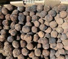 Black Walnuts 1.5 lbs Fall 2023 Harvest Imperfect Meats Squirrel Nuts