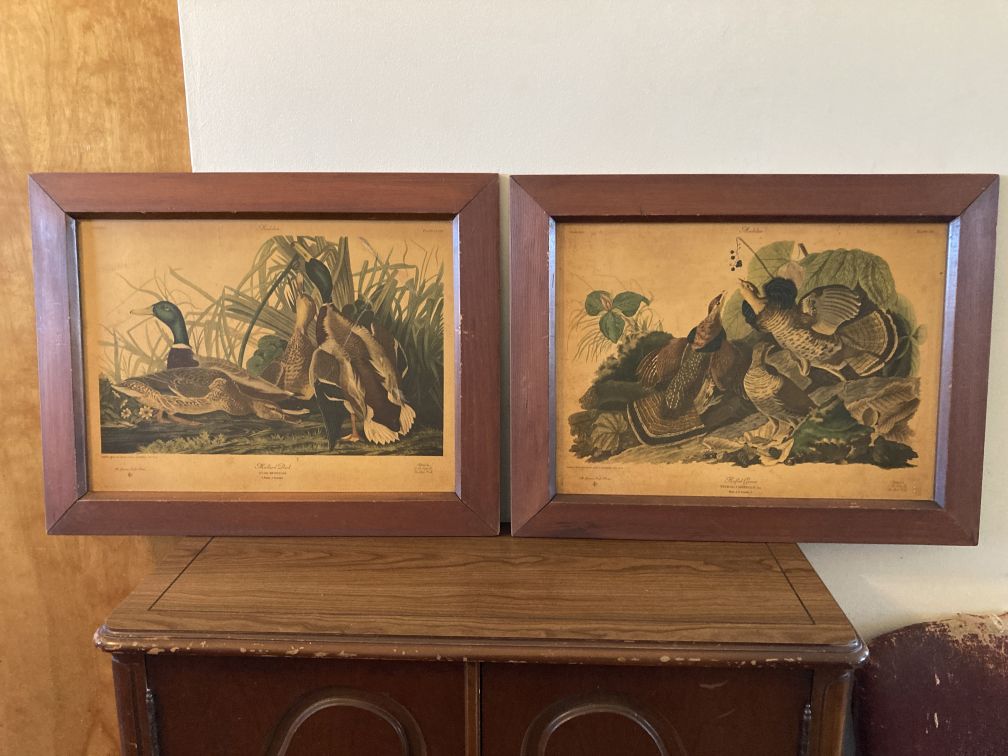 Similar Item 4 - One Vintage Framed Fine Art Audubon Print Birds Of America 2 Plates Avail 41 Grouse 221 Duck