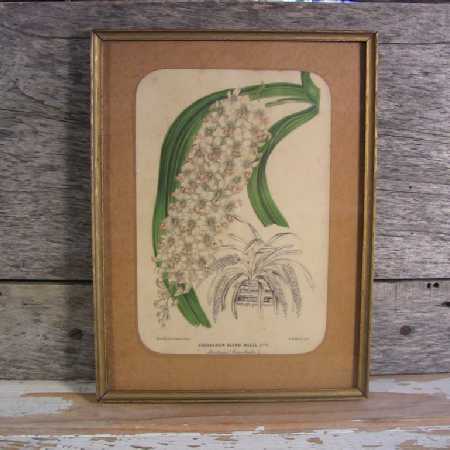 Antique Orchid Chromolithograph Botanical Print L Stroobant Saccolabium 1890s