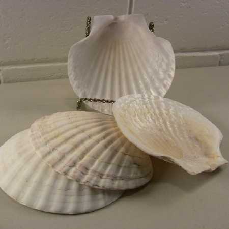 Vintage Natural Sea Shell Snack Dish Appetizer Trays Cottage Beach Tiki Decor